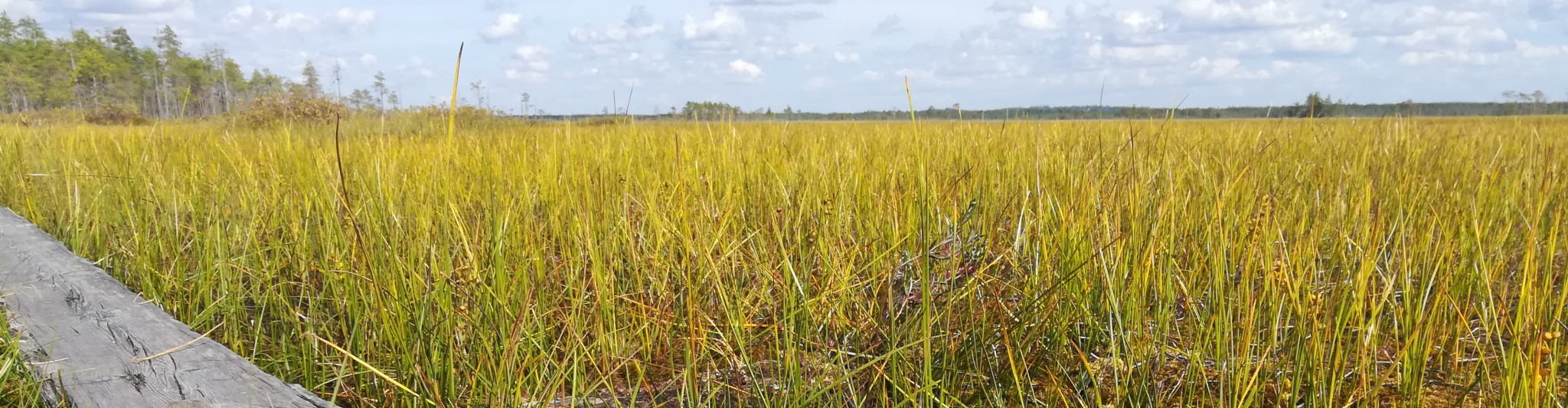 pitkospuut ja puuton suo